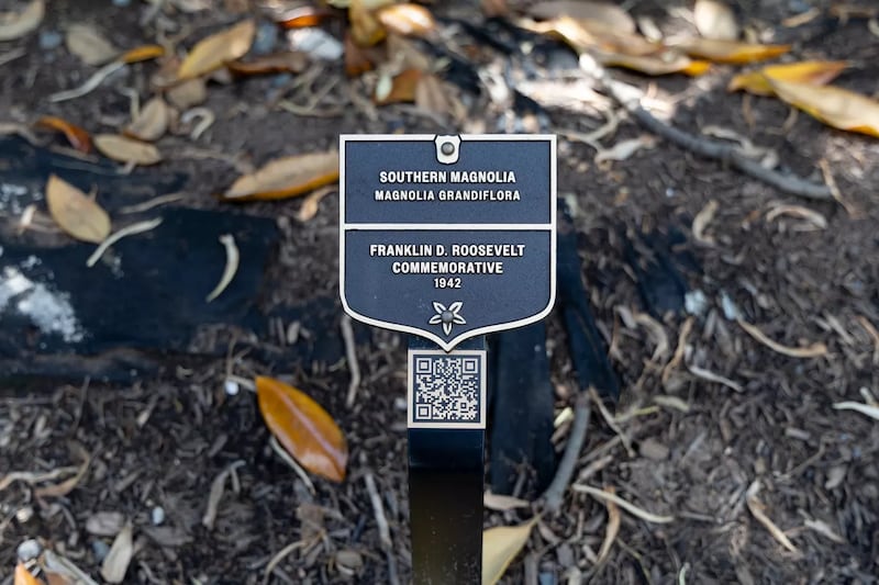 A historical marker designates where a southern magnolia tree honoring President Franklin D. Roosevelt once stood on the White House grounds.