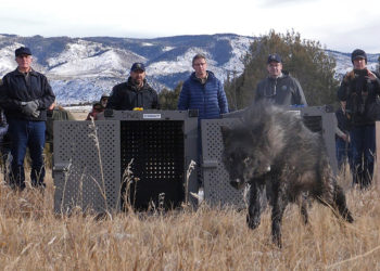 Trump administration tells Colorado wolves must come from U.S. Rockies states, not Canada