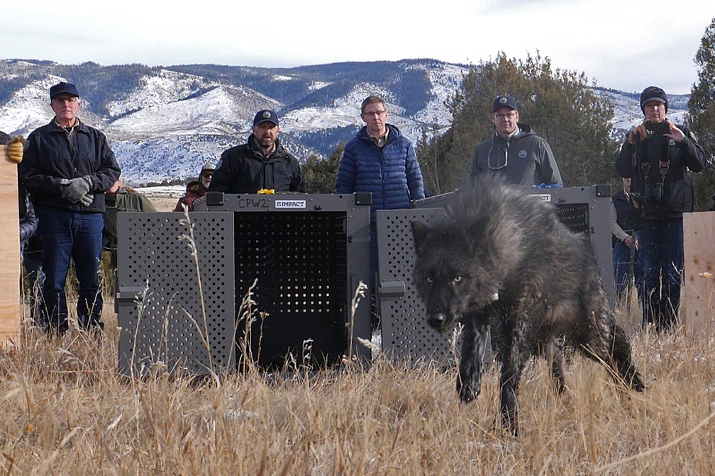 Trump administration tells Colorado wolves must come from U.S. Rockies states, not Canada