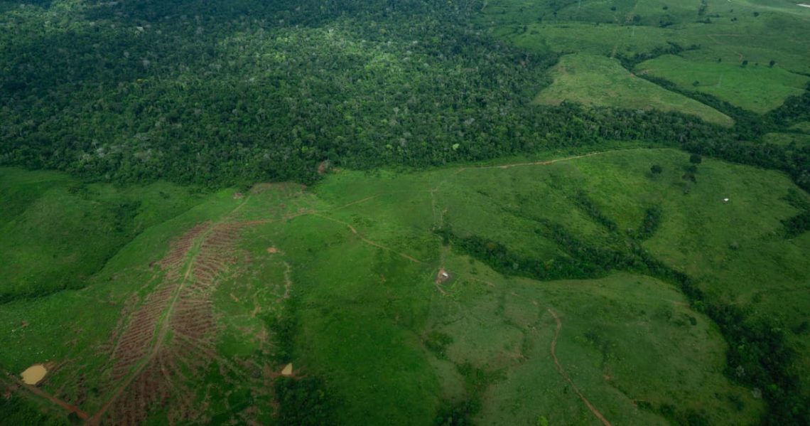 UK government split over cost of COP30 forest pledge