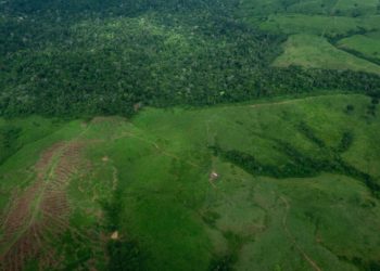 UK government split over cost of COP30 forest pledge