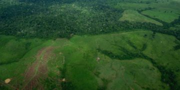 UK government split over cost of COP30 forest pledge