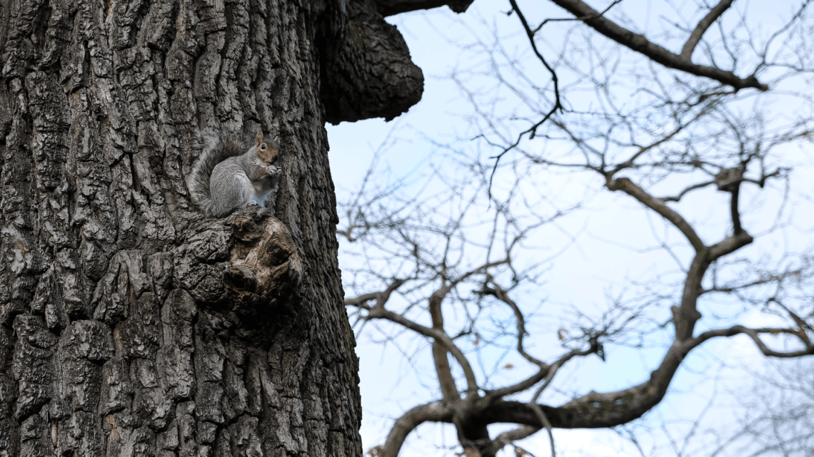 US Teen Dies on Hunting Trip After Being Mistaken for a Squirrel