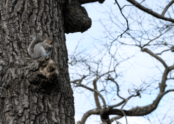US Teen Dies on Hunting Trip After Being Mistaken for a Squirrel