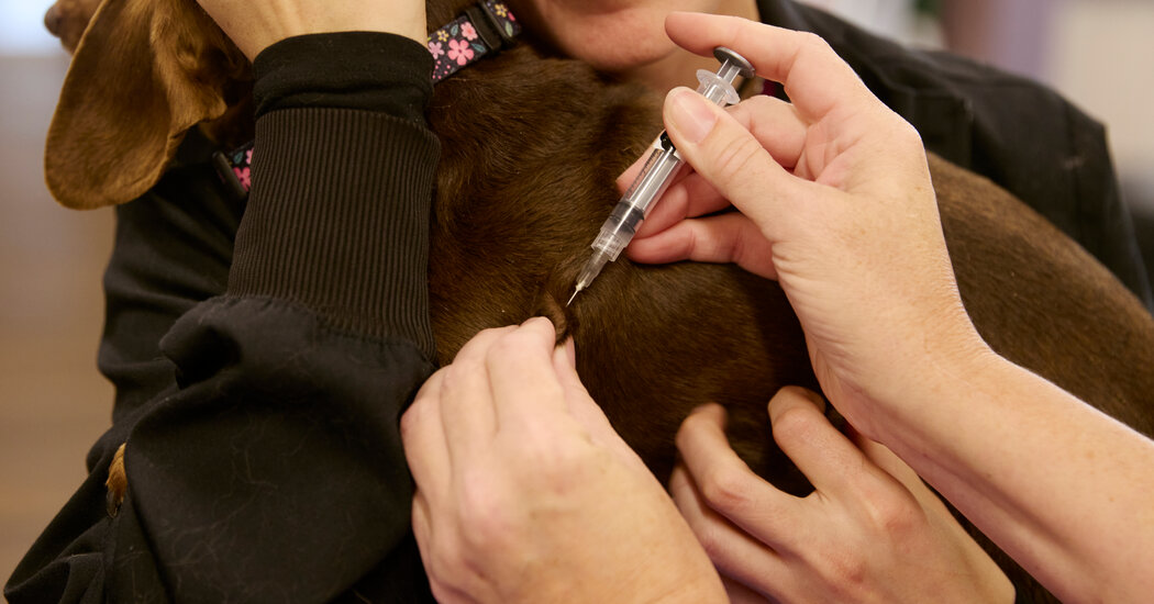 Vaccine Skepticism Comes for Pet Owners, Too