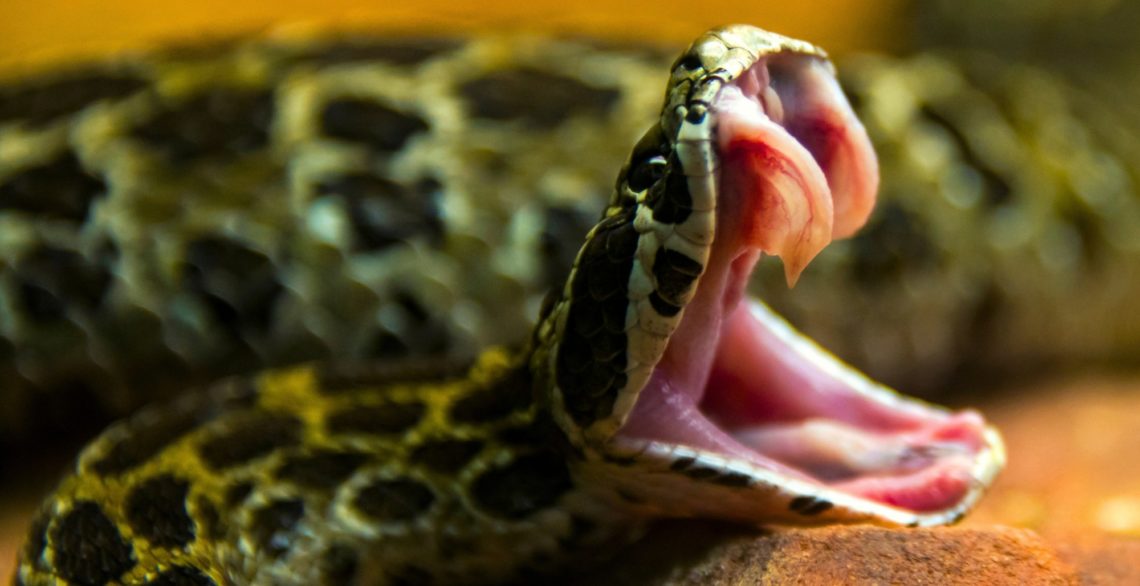 Venomous Snake Bite Captured in Dramatic Slow-Motion Video