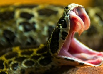 Venomous Snake Bite Captured in Dramatic Slow-Motion Video