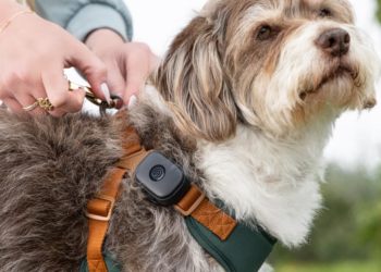 Wearable tech for your dog? Life360 releases a new pet tracker