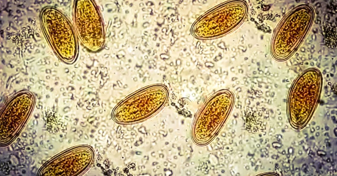 What Ancient Poop Reveals About Our Ancestors