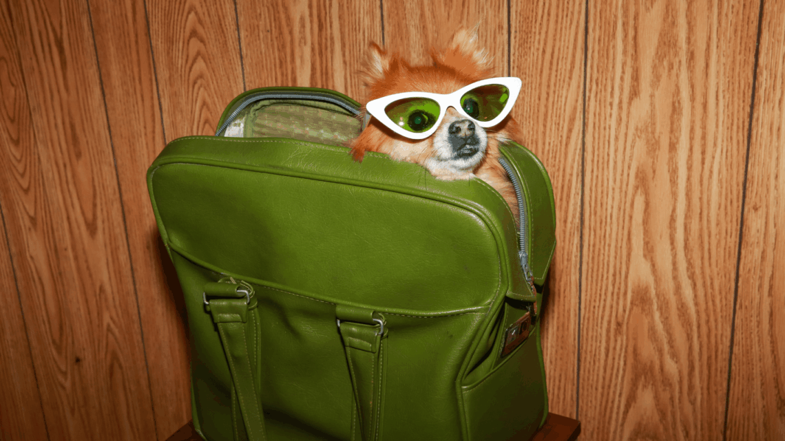 What Do Dogs Actually See?