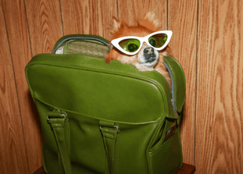 What Do Dogs Actually See?