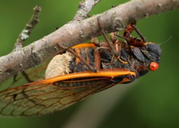 What humans might learn from nature’s real-life zombies