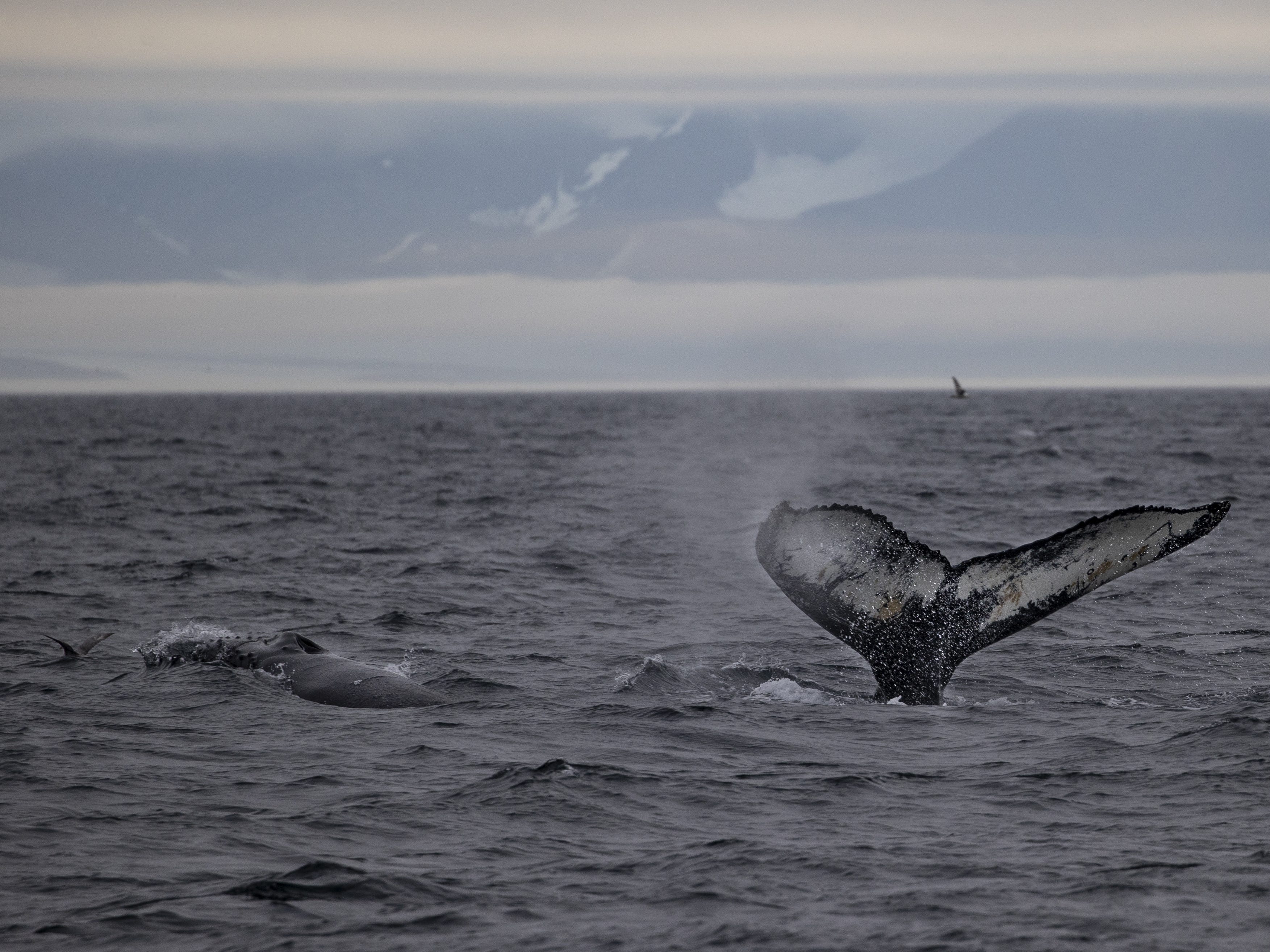 Svalbard whale