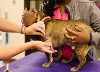 What to Know About Vaccinating Your Dog or Cat