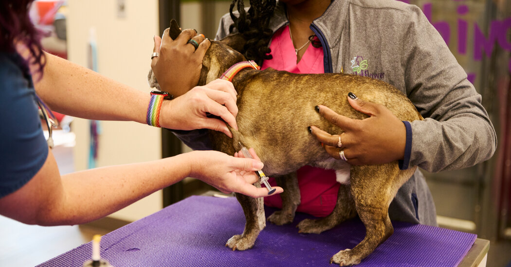 What to Know About Vaccinating Your Dog or Cat