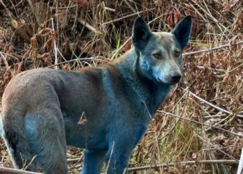 What’s Up With Those Blue Dogs in Chernobyl?