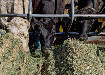 Where’s the Beef? Trump Hopes Argentina Can Help Bring Down Meat Prices.
