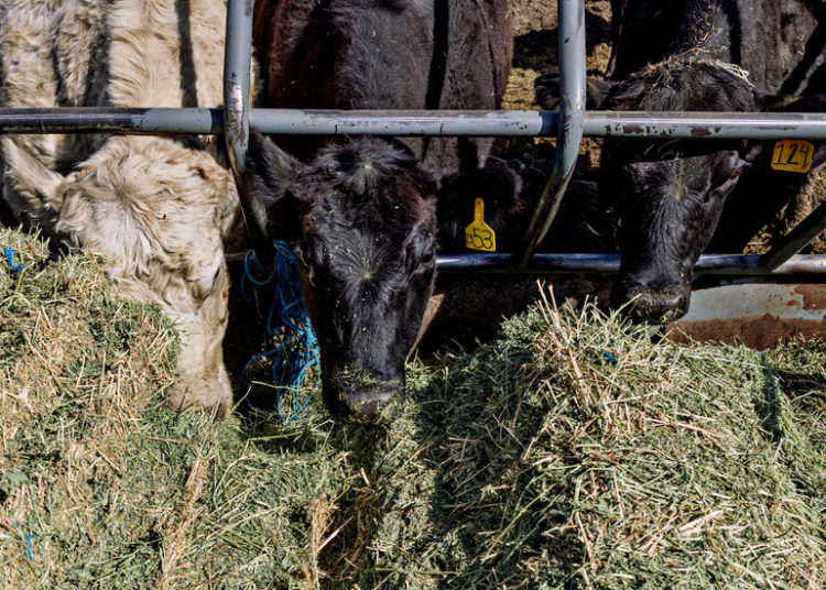 Where’s the Beef? Trump Hopes Argentina Can Help Bring Down Meat Prices.