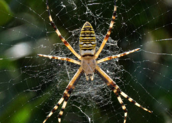 Why Spiders Are the Ultimate Interior Decorators