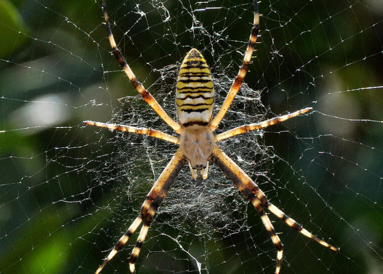 Why Spiders Are the Ultimate Interior Decorators
