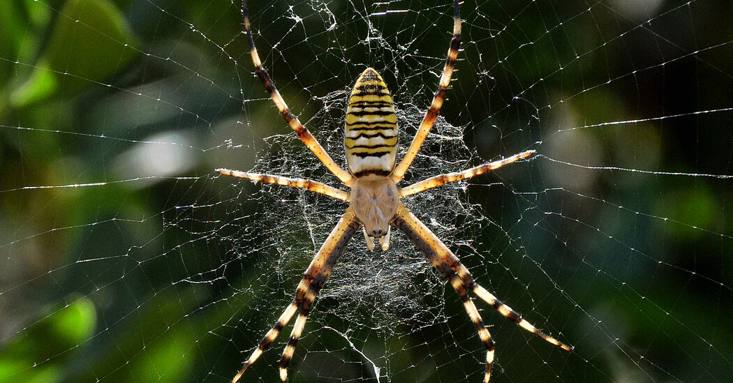 Why Spiders Are the Ultimate Interior Decorators