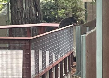 Wild bear breaks into California zoo, is found communing with the captive bears