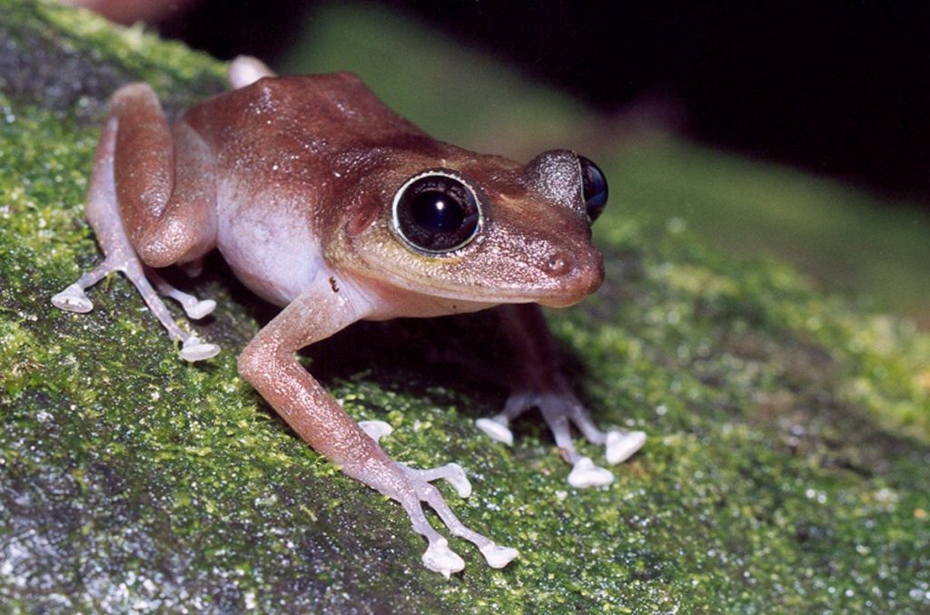 guajon frog porto rico