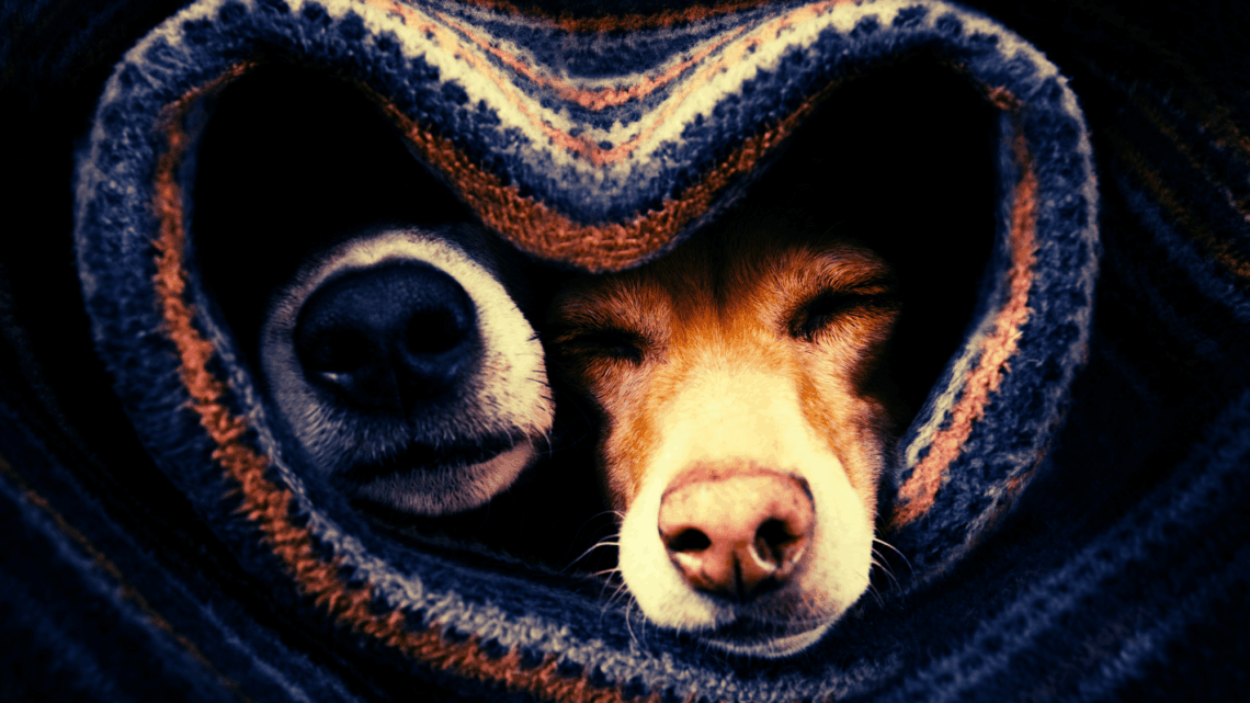 Would You Sign a Pet Prenup in Case of a Breakup? 49% of Couples Say Yes.