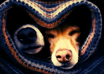 Would You Sign a Pet Prenup in Case of a Breakup? 49% of Couples Say Yes.