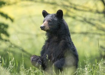 Wrong bear killed after Missouri man attacked in Arkansas: Officials