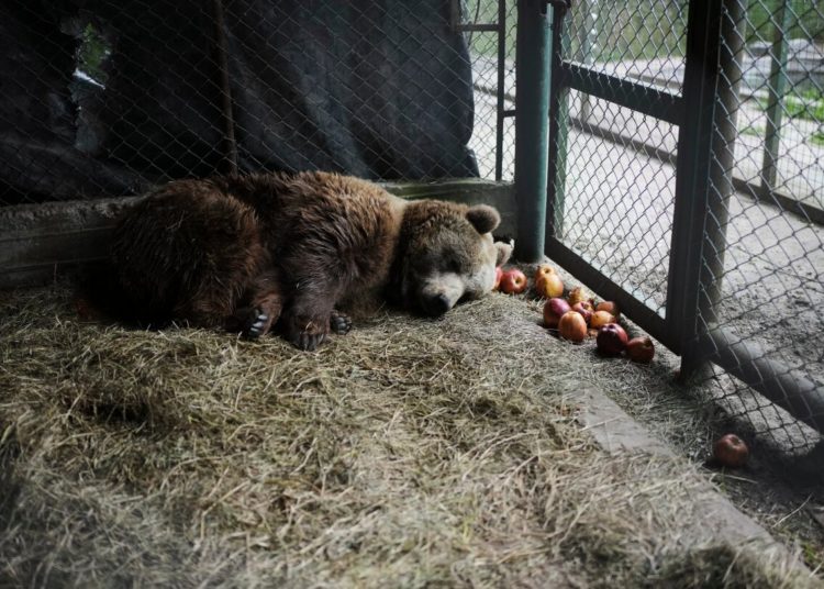Years after Argentina shut a notorious zoo, the stranded animals are finally being rescued