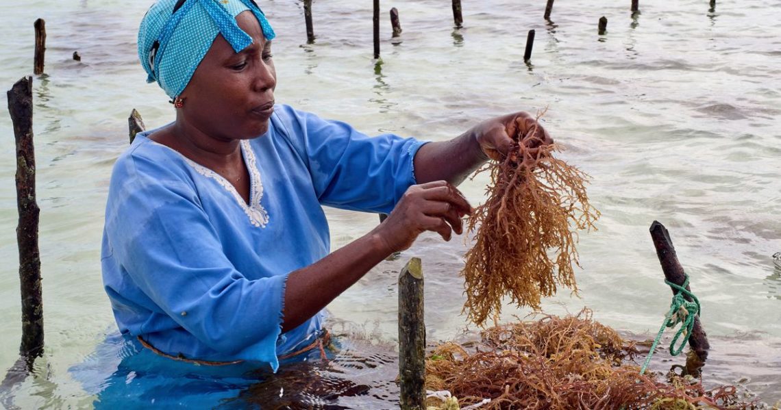 Zanzibar is seeing a seaweed boom. Can the women collecting it cash in?