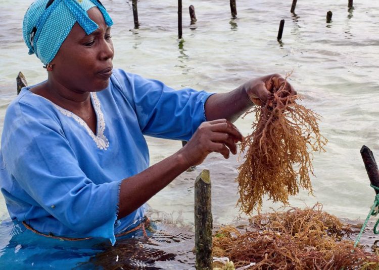 Zanzibar is seeing a seaweed boom. Can the women collecting it cash in?