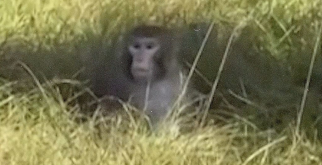 Are the ‘Aggressive’ Lab Monkeys That Escaped From a Truck Crash Diseased or Not?