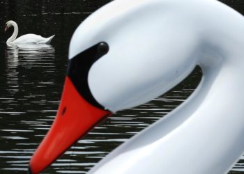 ‘Destructive’ swans in the crosshairs as California allows hunting