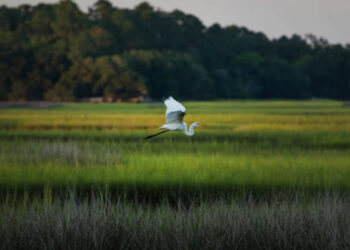 E.P.A. Rule Would Drastically Curb Protections for Wetlands