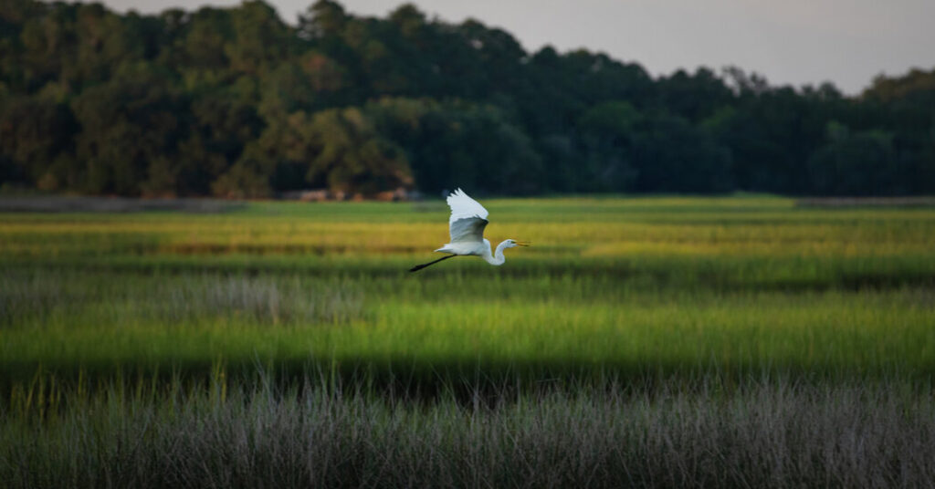 E.P.A. Rule Would Drastically Curb Protections for Wetlands