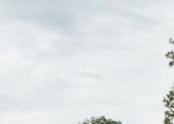 Climate Change Is Stressing Italy’s Cows, and Coming for Your Burrata