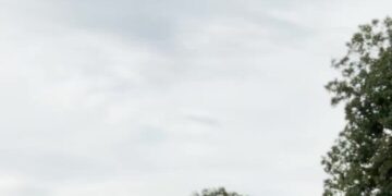 Climate Change Is Stressing Italy’s Cows, and Coming for Your Burrata