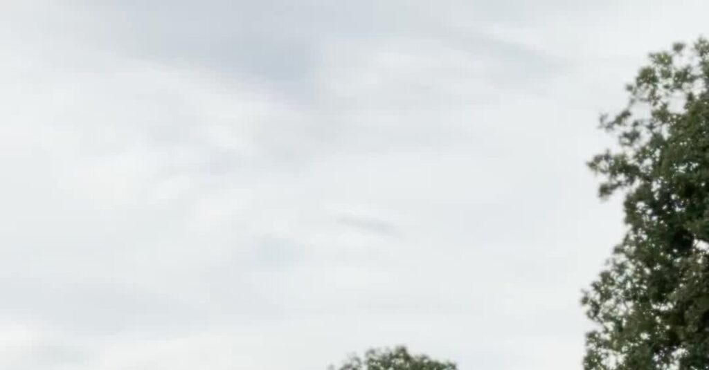 Climate Change Is Stressing Italy’s Cows, and Coming for Your Burrata