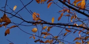 At This College, the English Dept. Is Out. ‘Human Narratives’ Is In.