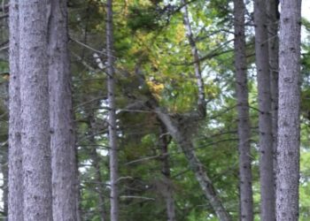 Mystery Fuels Unease in Maine Woods: Who Bought Burnt Jacket Mountain?