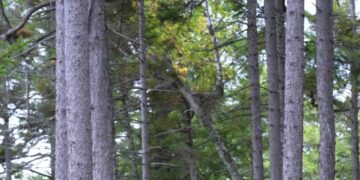 Mystery Fuels Unease in Maine Woods: Who Bought Burnt Jacket Mountain?