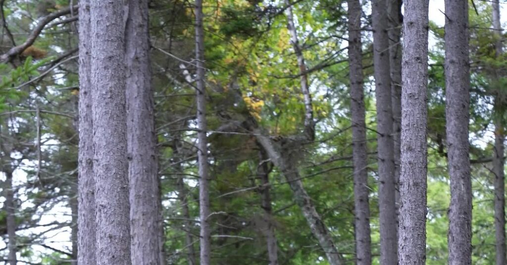 Mystery Fuels Unease in Maine Woods: Who Bought Burnt Jacket Mountain?