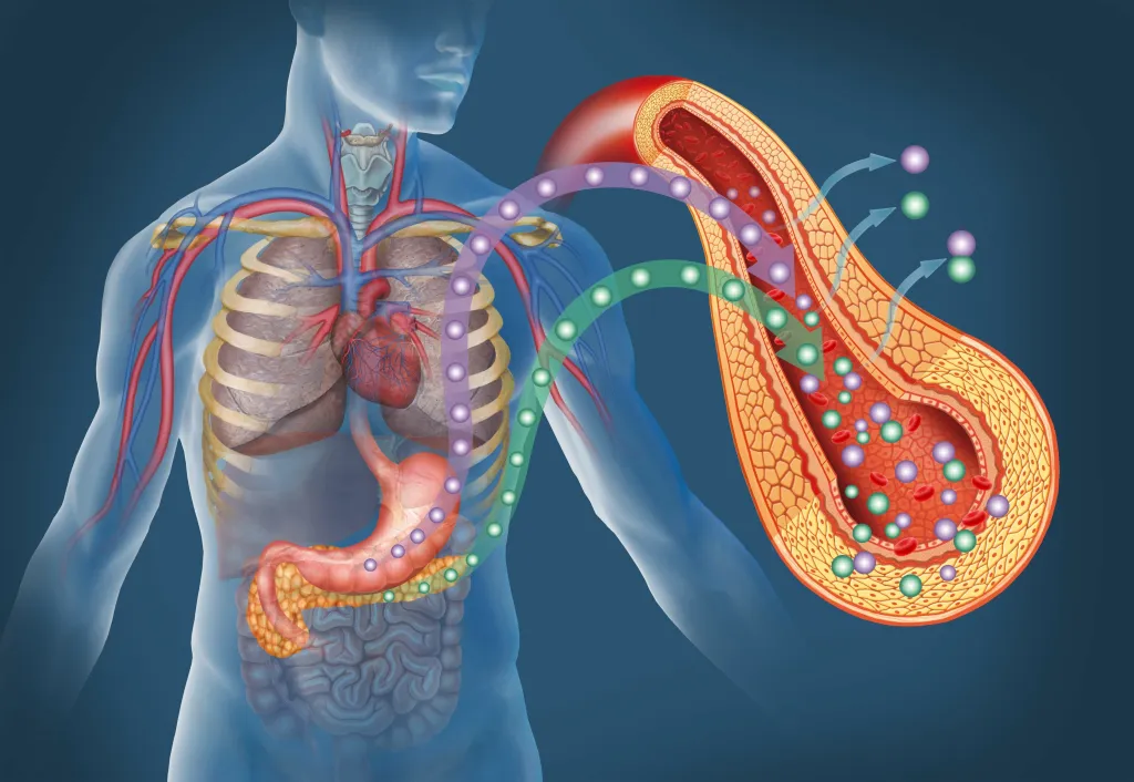 Illustration of glucose and insulin in the bloodstream.