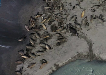 Bird Flu Ravaged the World’s Largest Elephant Seal Population, Study Finds