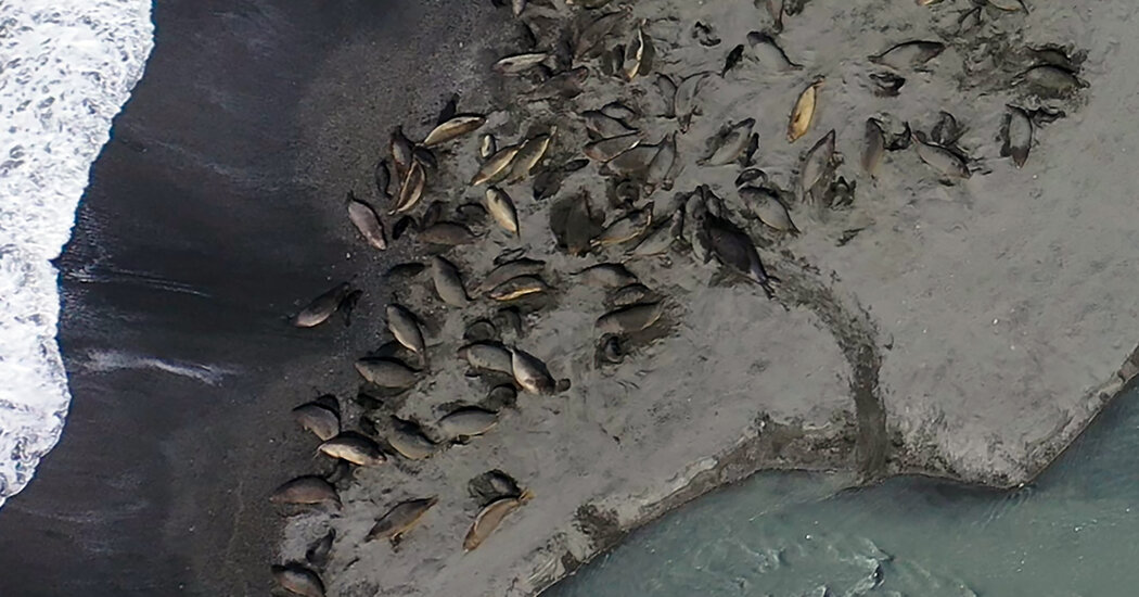 Bird Flu Ravaged the World’s Largest Elephant Seal Population, Study Finds