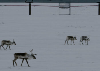 Trump Administration Revokes Biden Ban on Drilling and Mining in Alaska Wilderness