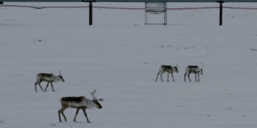 Trump Administration Revokes Biden Ban on Drilling and Mining in Alaska Wilderness