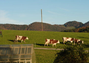 Switzerland Reaches Agreement With U.S. to Cut Tariff to 15%